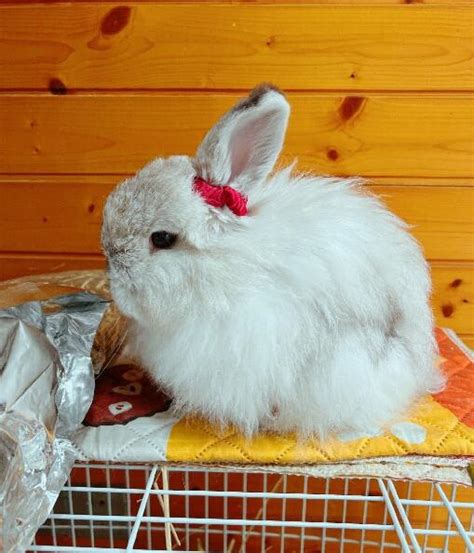 兔寶寶2023最好運 鼠的種類